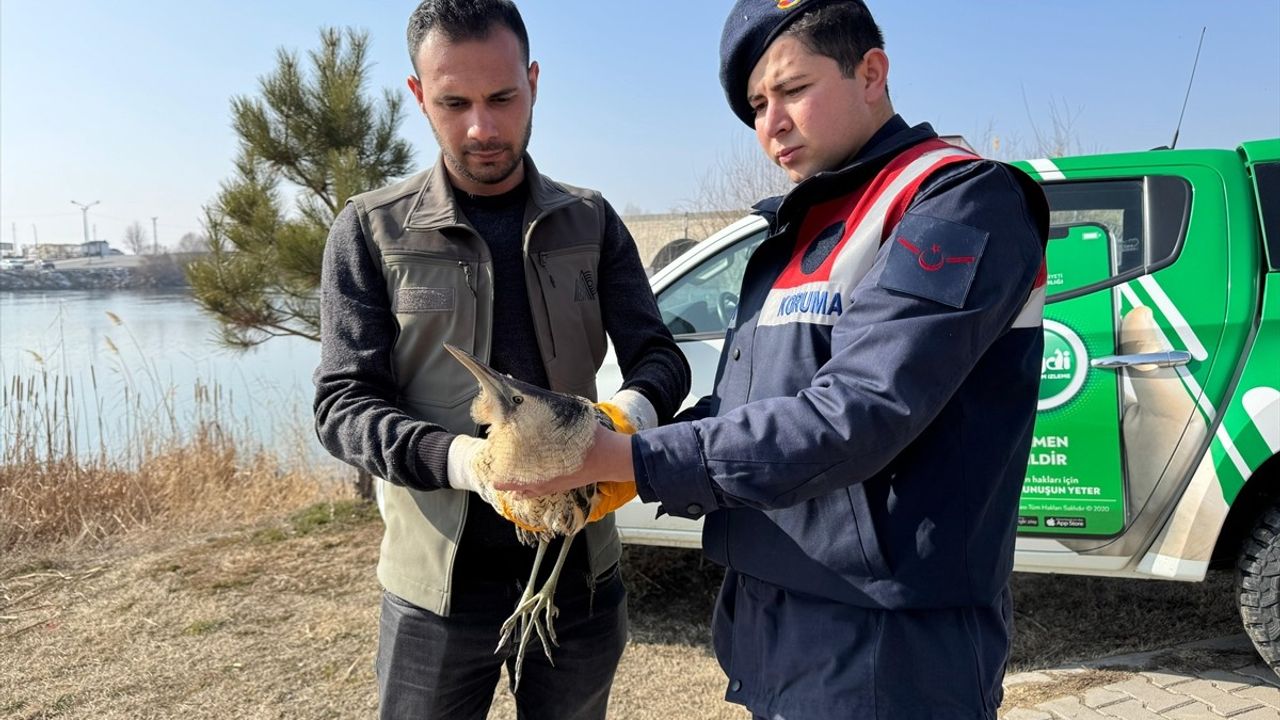 Muş'ta Yaralı Bayağı Balaban Kuşu Tedavi Ediliyor