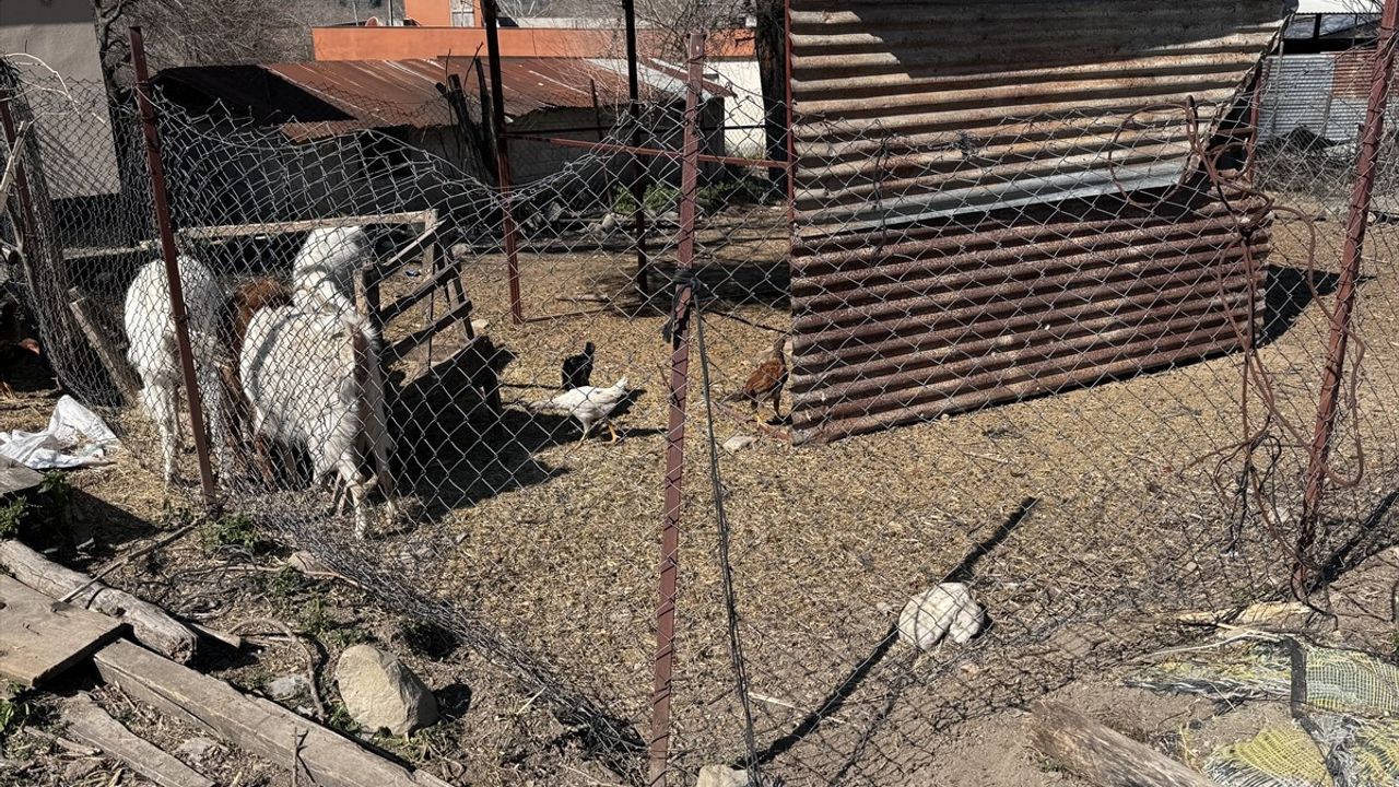 Osmaniye'de Sahipsiz Köpekler Keçi Yavrularına Saldırdı