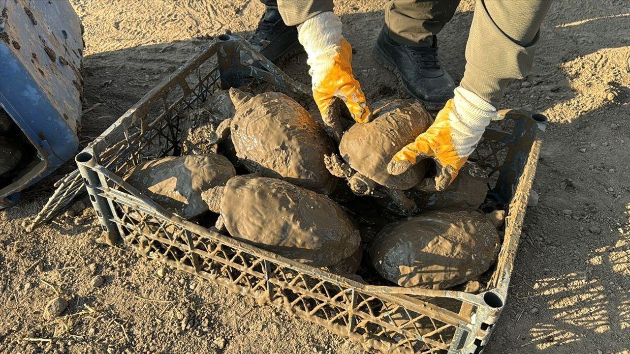 Şanlıurfa'da Derede Mahsur Kalan 240 Kaplumbağa Kurtarıldı