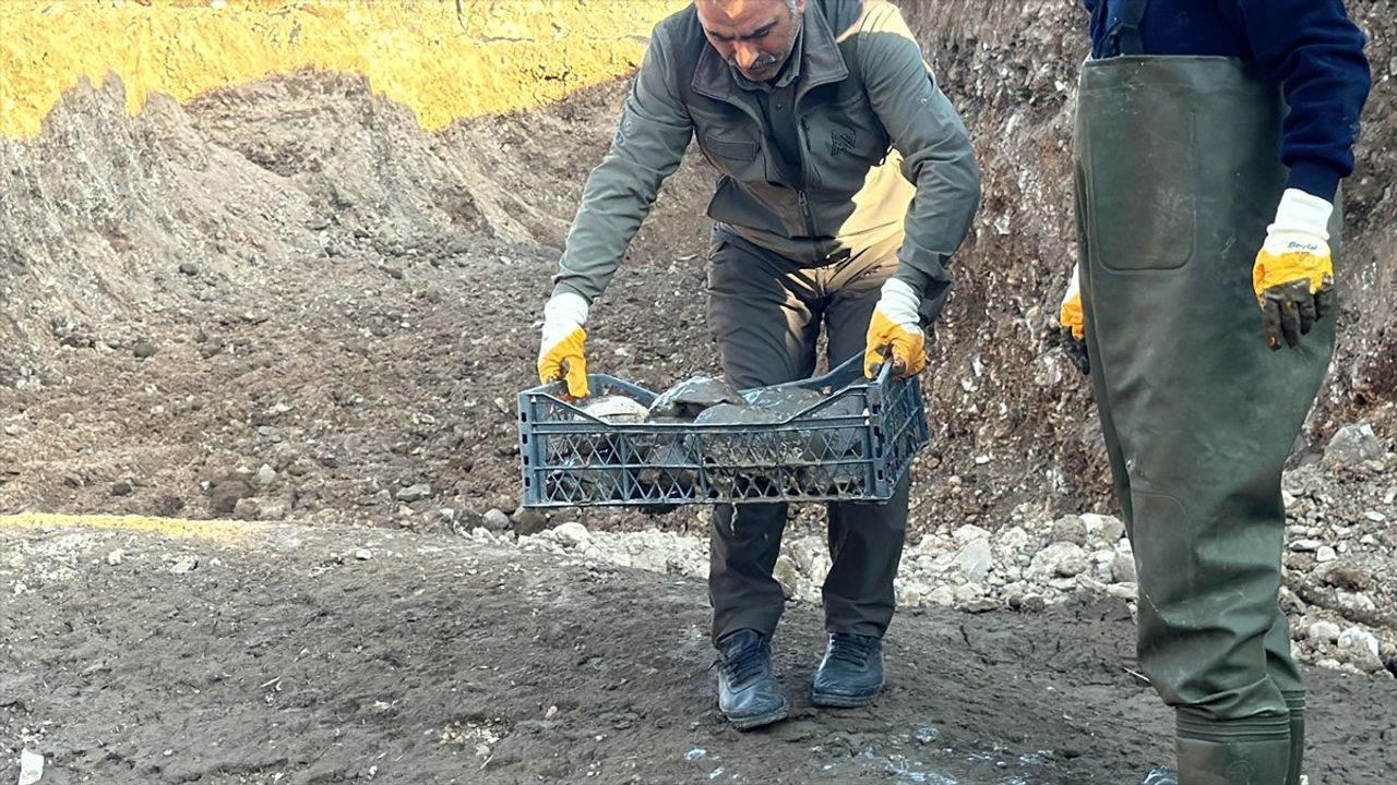 Şanlıurfa'daki 500 Kaplumbağa Doğaya Yeniden Kavuştu