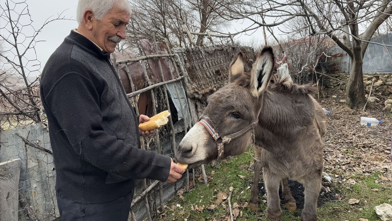 Şefkatle Beslediği Eşeğin Hikayesi: Minik