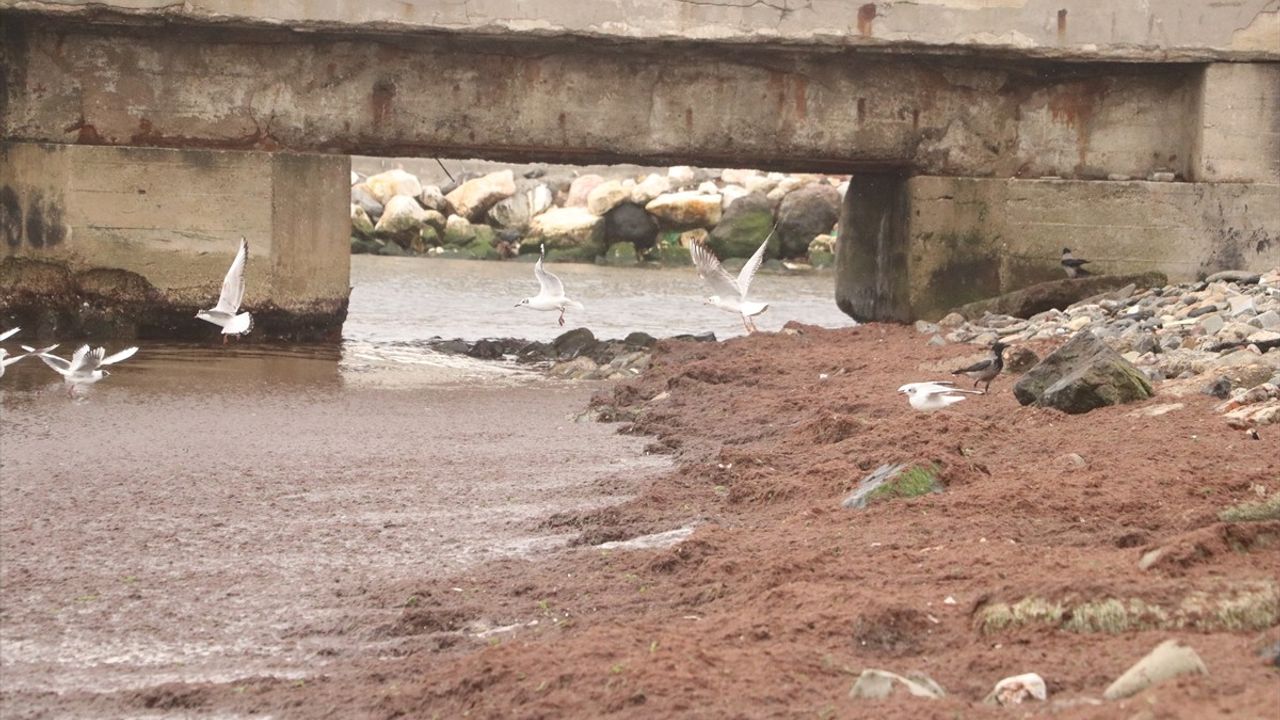 Tekirdağ Sahilinde Kırmızı Yosun Birikimi