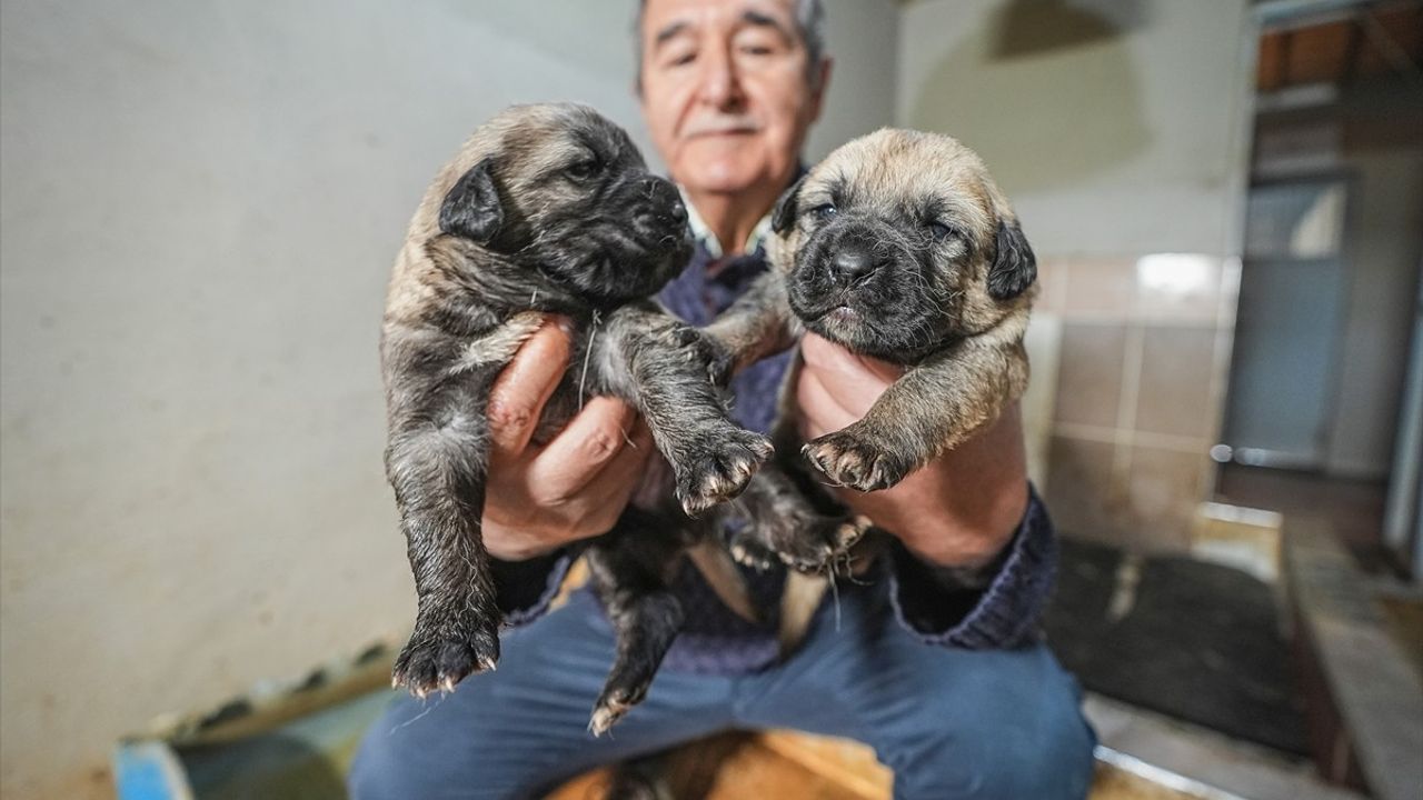 TİGEM'de Safkan Kangal ve Akbaş Yavruları İçin Uzun Bekleme Süreleri