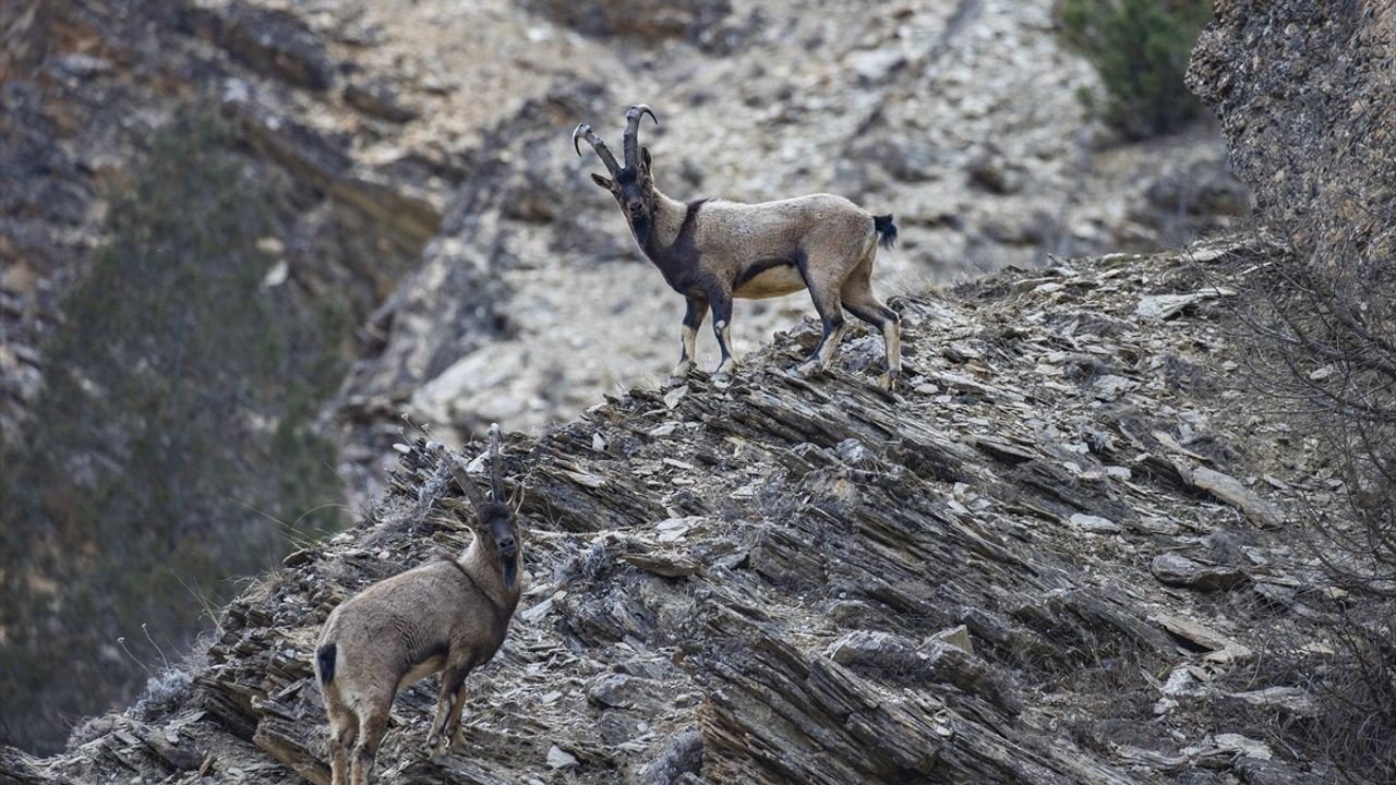 Tunceli'de Yaban Keçileri Karla Kaplı Zirvelerden Alçak Kesimlere İndi