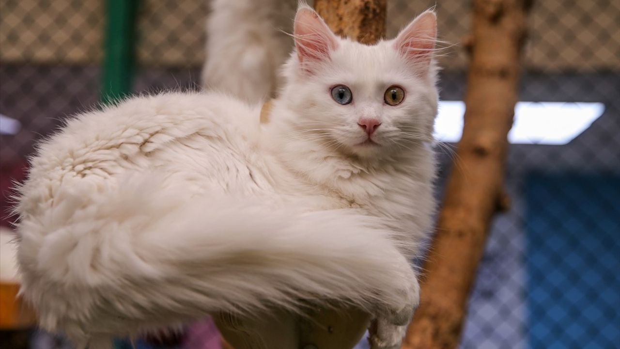 Van Kedisi Oyuncuları ve Ziyaretçileriyle "Kedi Villası"