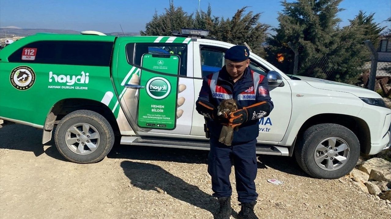 Amasya'da Yaralı Şahin Tedavi Altına Alındı