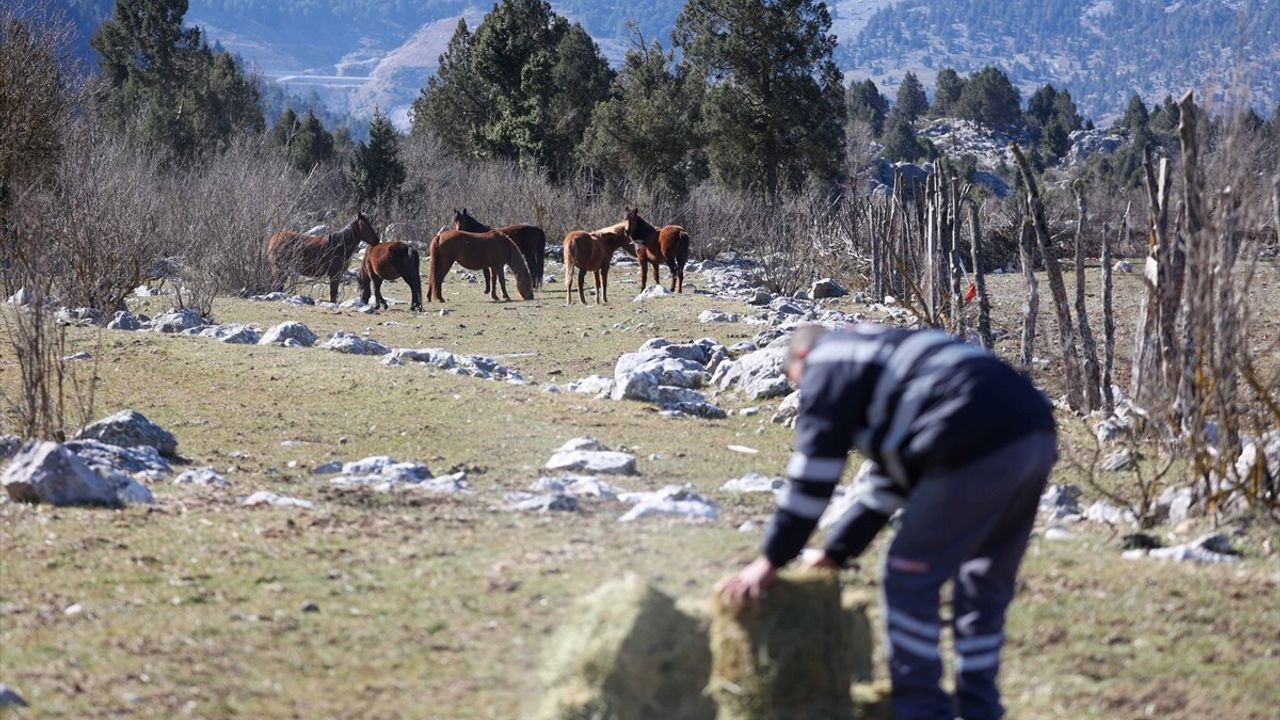 Antalya'da Yılkı Atlarına Destek