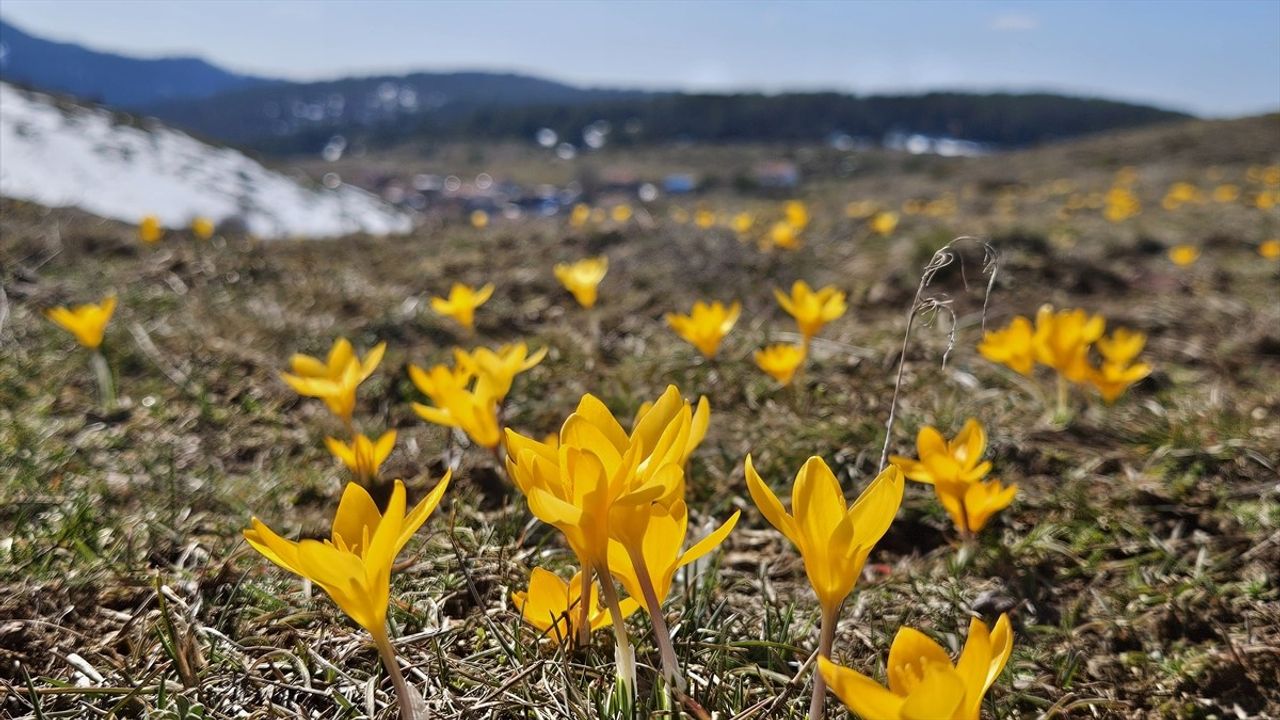 Baharın Müjdecisi Çiğdemler Çankırı'da Açtı