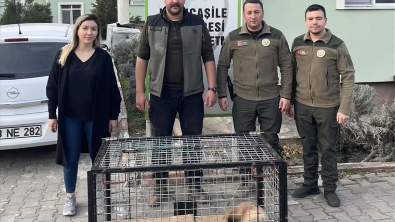 Bartın'da Tuzağa Yakalanan Porsuk Kurtarıldı