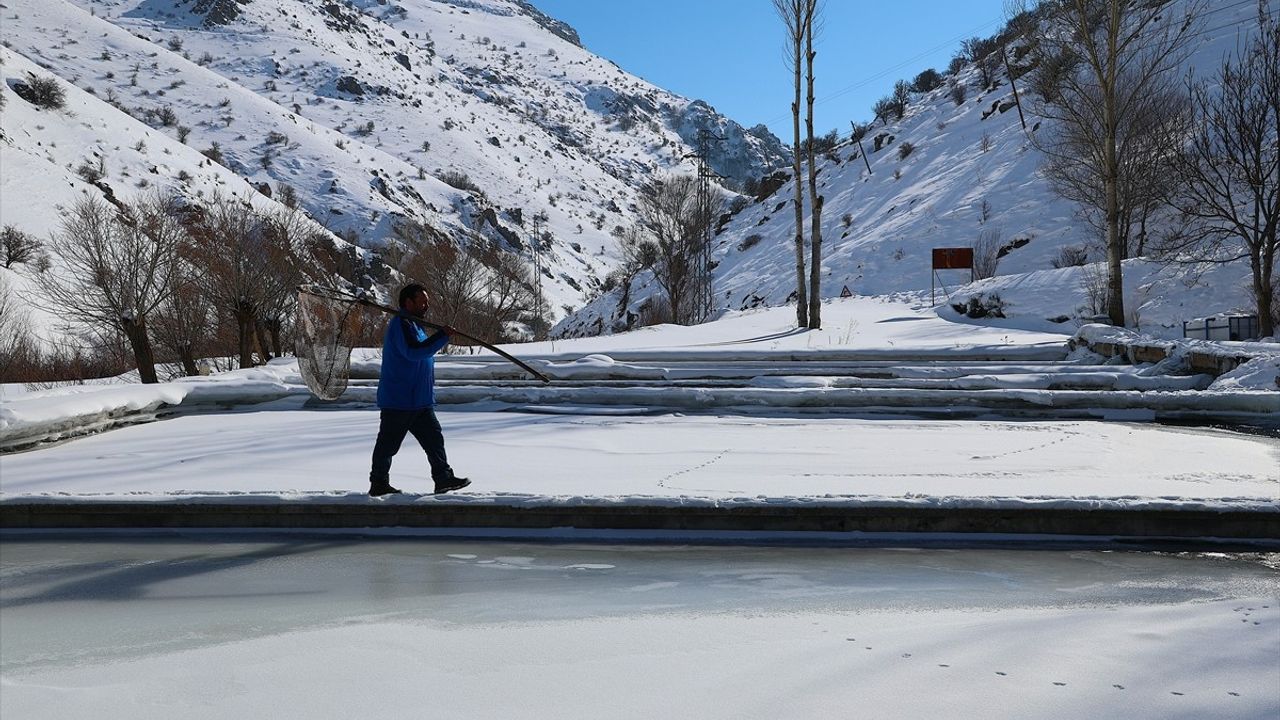 Bayburt'ta Alabalık Üreticileri Donla Mücadele Ediyor