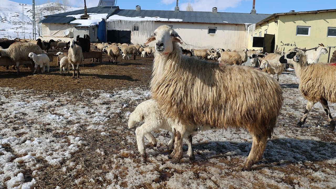 Bayburt'ta Besicilerin Kış Zorlukları