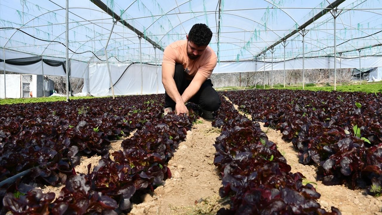 Bilecik'te Genç Çiftçi Ali Haldan'ın Marulları Akdeniz Salatasına Dönüşüyor