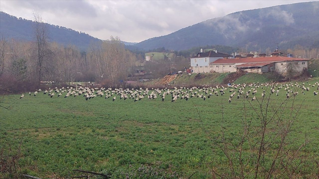 Bolu'da Leyleklerin Bahar Mola Noktası