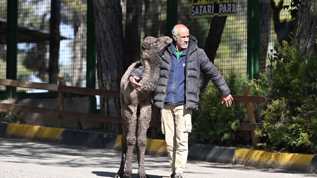 Boncuk: Gaziantep'in Yeni Deve Maskotu