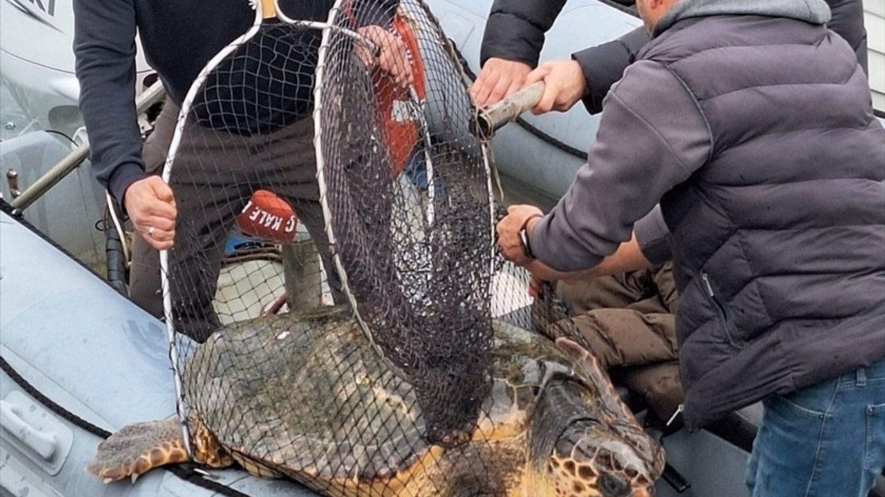 Çanakkale'de Caretta Caretta Denize Salındı