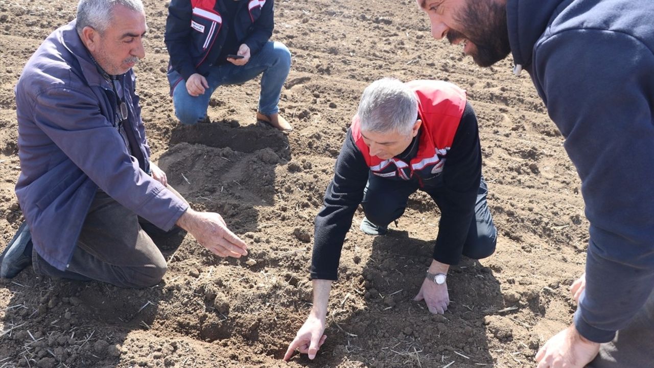 Edirne'de Ayçiçeği Kuraklık Dayanıklılığı Testi Başlatıldı