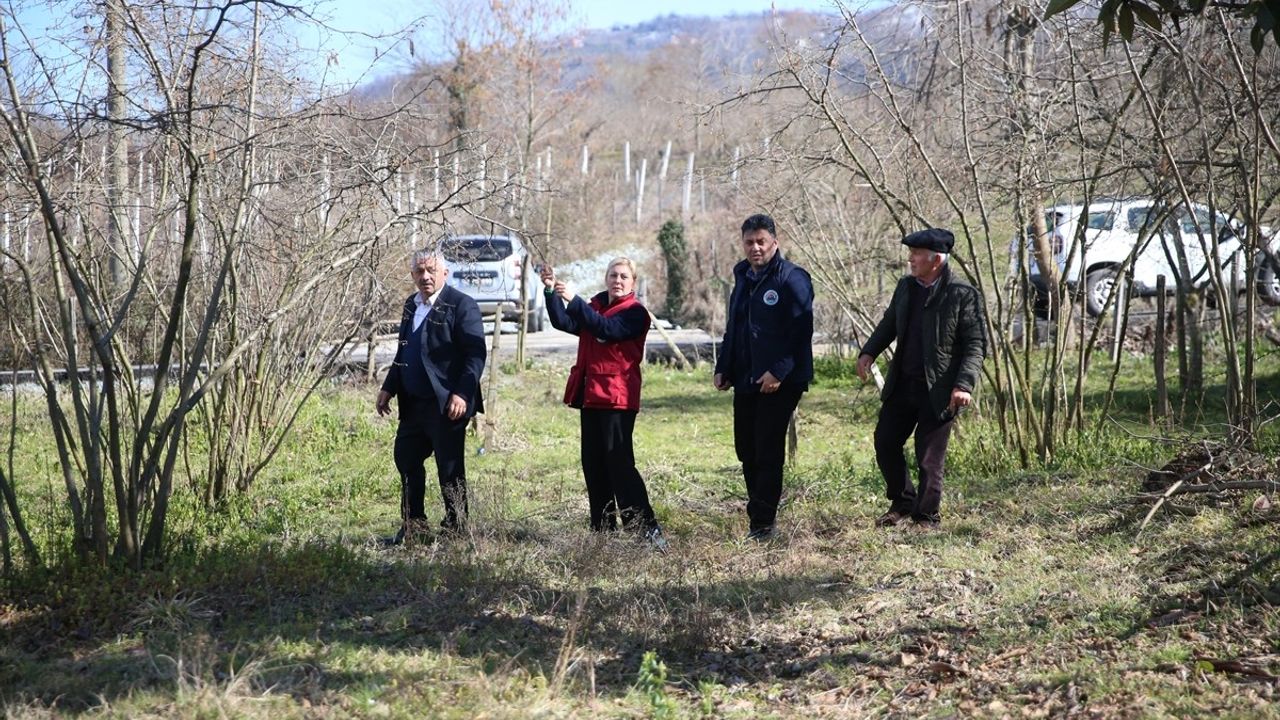 Fındıkta Verim Kaybı Yok, Hava Koşulları Endişe Verici Değil