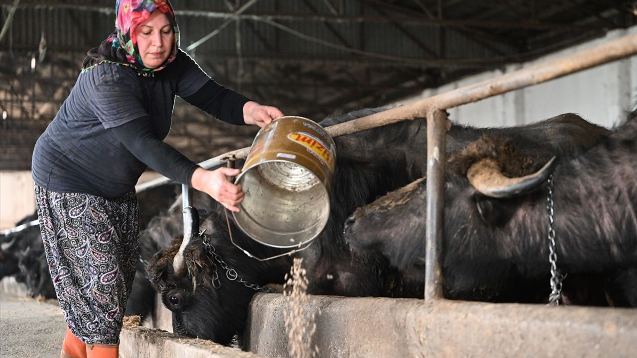 Kadın girişimcinin manda çiftliği hikayesi