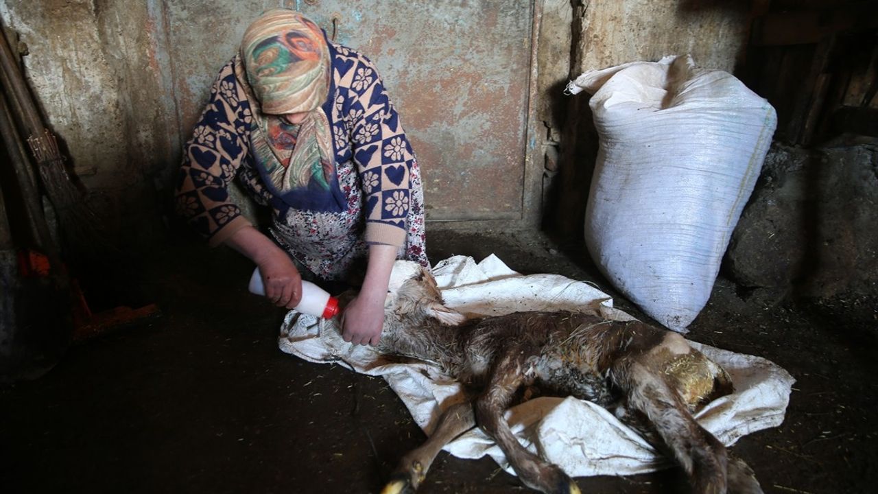 Kars'ta Anomalili Doğan İkiz Buzağı Şaşkınlık Yaratıyor
