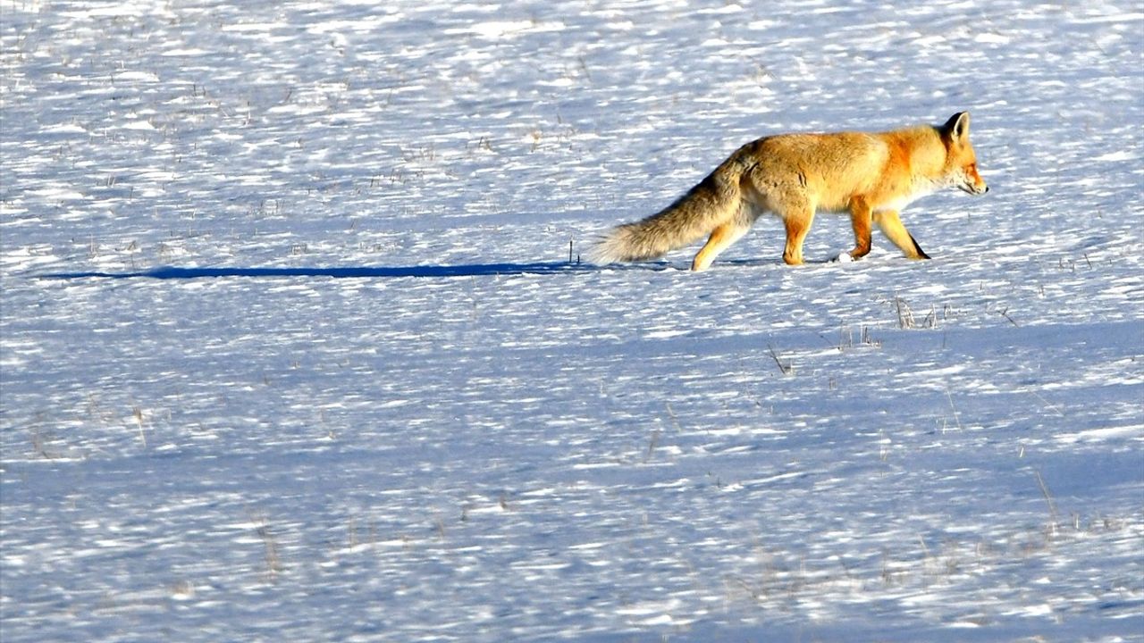 Kars'ta Doğanın Canlanması