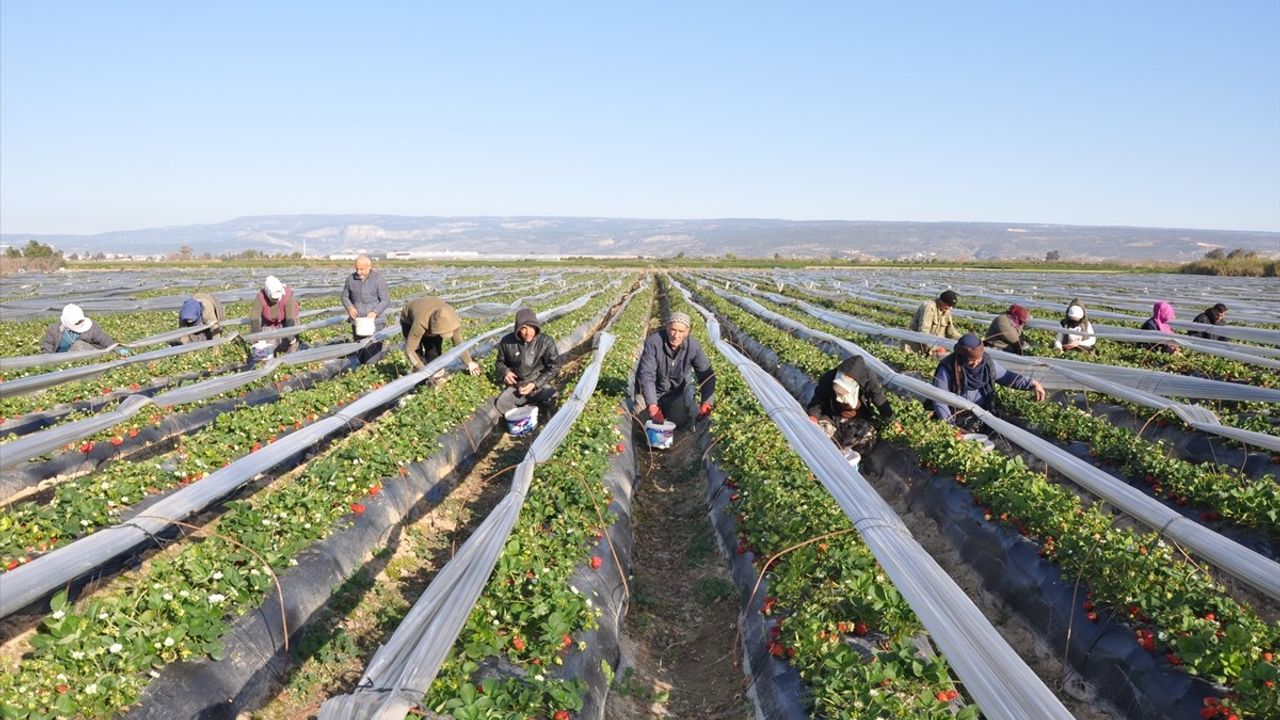 Mersin'de Tescilli Silifke Çileği Hasadı Başladı