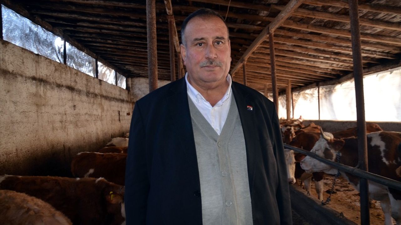 Muş'ta Buzağıların Ücretsiz Küpelenmesi Başladı