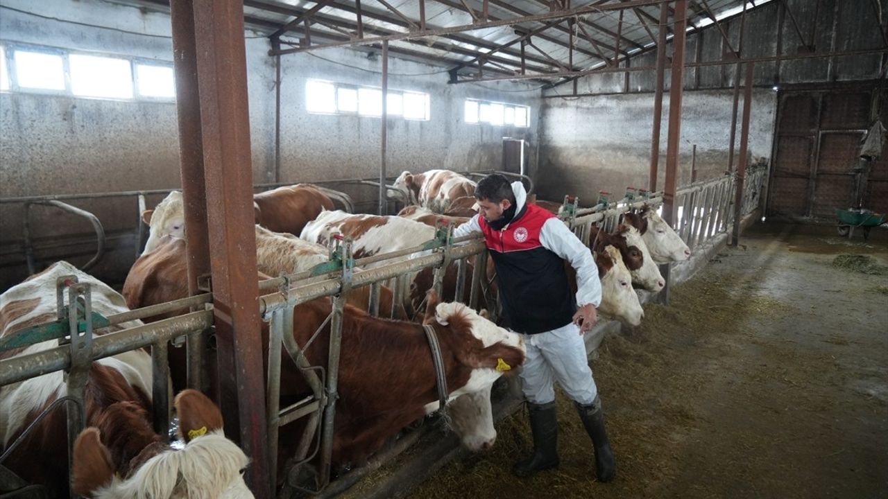 Muş'ta Veterinerler Kış Koşullarında Aşılamaya Devam Ediyor