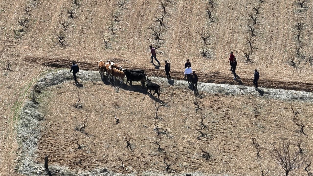 Nevşehir'de Büyükbaş Hayvan Hırsızlığı: İki Zanlı Yakalandı