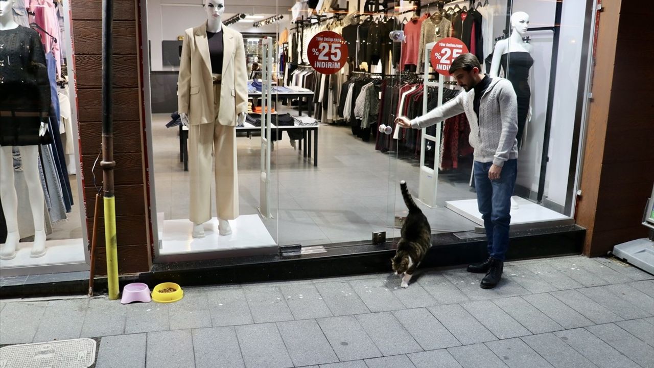 Obez Kedi Dombili: Trabzon'un Sevimli Maskotu