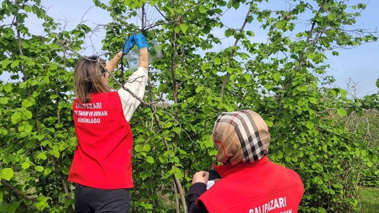 Samsun'da Kahverengi Kokarca ile Mücadele