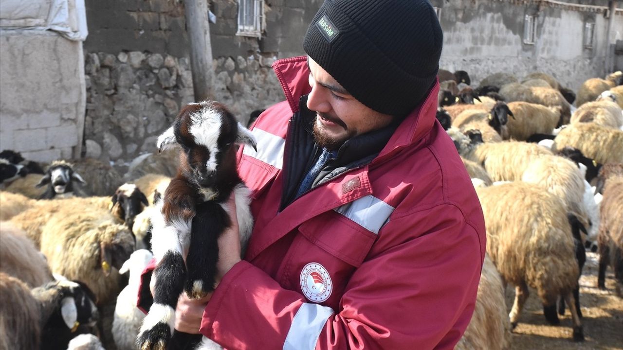 Van'da Süngerleme Yöntemi ile Kuzu Sayısı Artıyor