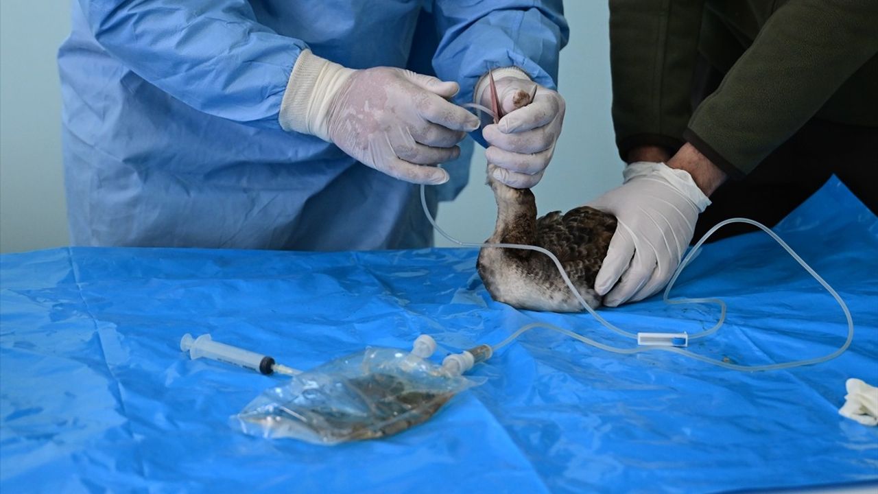 Van'daki Yaban Hayvanları Koruma Merkezi: Doğanın İzinde