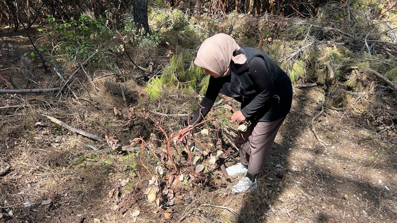 Antalya'nın Yabani Kuşkonmazı Ekonomiye Katkı Sağlıyor