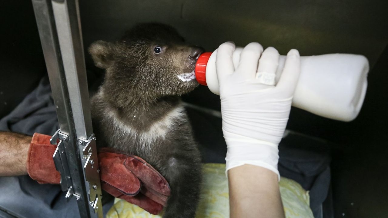 Bursa'da Ayı Yavruları 'Bulut' ve 'Yağmur' Barınaktaki Yeni Maskotlar
