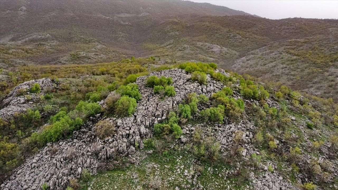 Göz Alıcı Güzellik: Görese Dağı'nda Ters Laleler