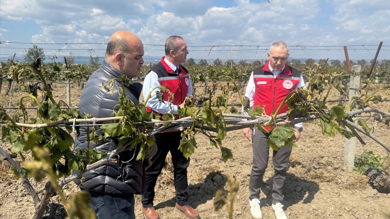 Manisa'da Tarım Alanları Zirai Don Nedeniyle Zarar Gördü