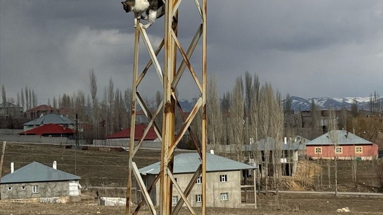 Van'da Elektrik Direğine Mahsur Kalan Kedi