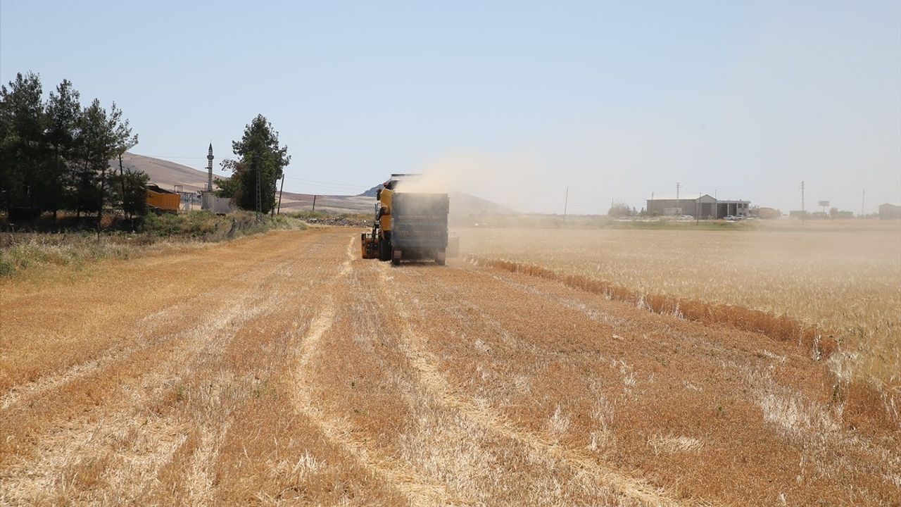 Adıyaman'da İlk Arpa Hasadı Başladı