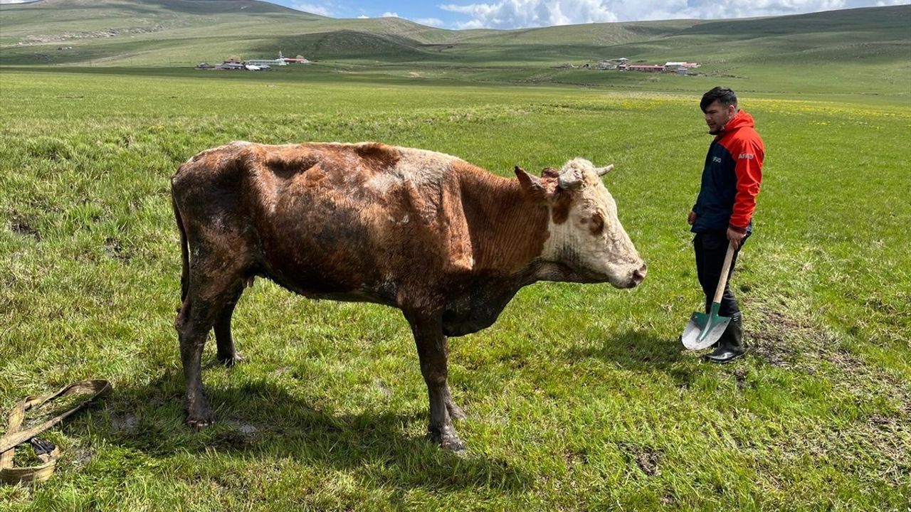 AFAD Ekipleri Ardahan'da Çamurda Mahsur Kalan İneği Kurtardı