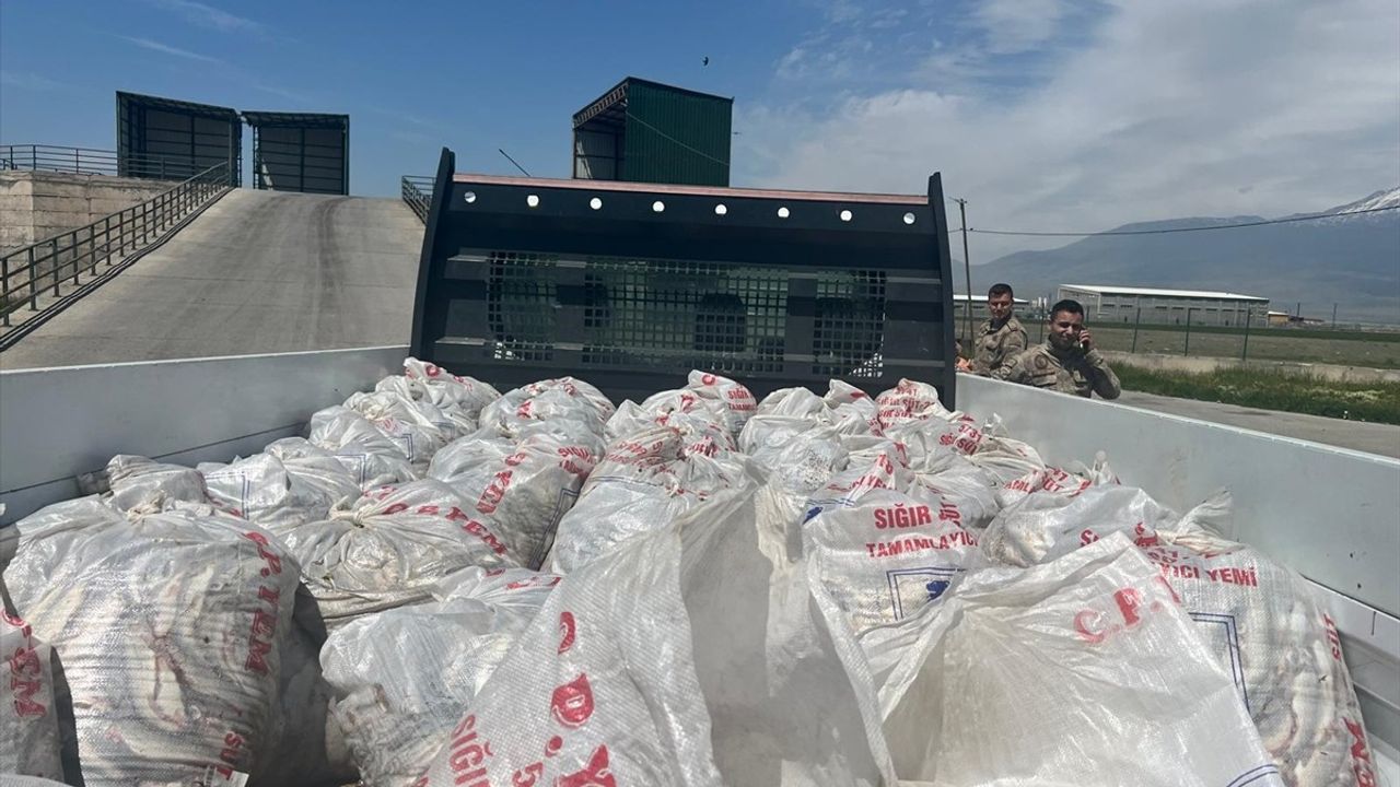 Ağrı'da 2 Ton Kaçak İci Kefali Ele Geçirildi