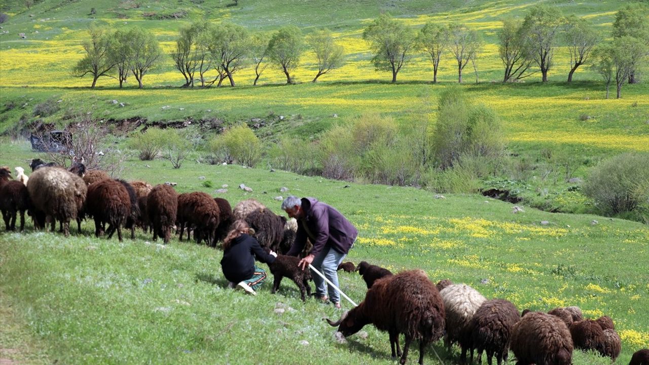Ağrı'da Bahar Geliyor: Dağlardaki Rengarenk Çiçekler