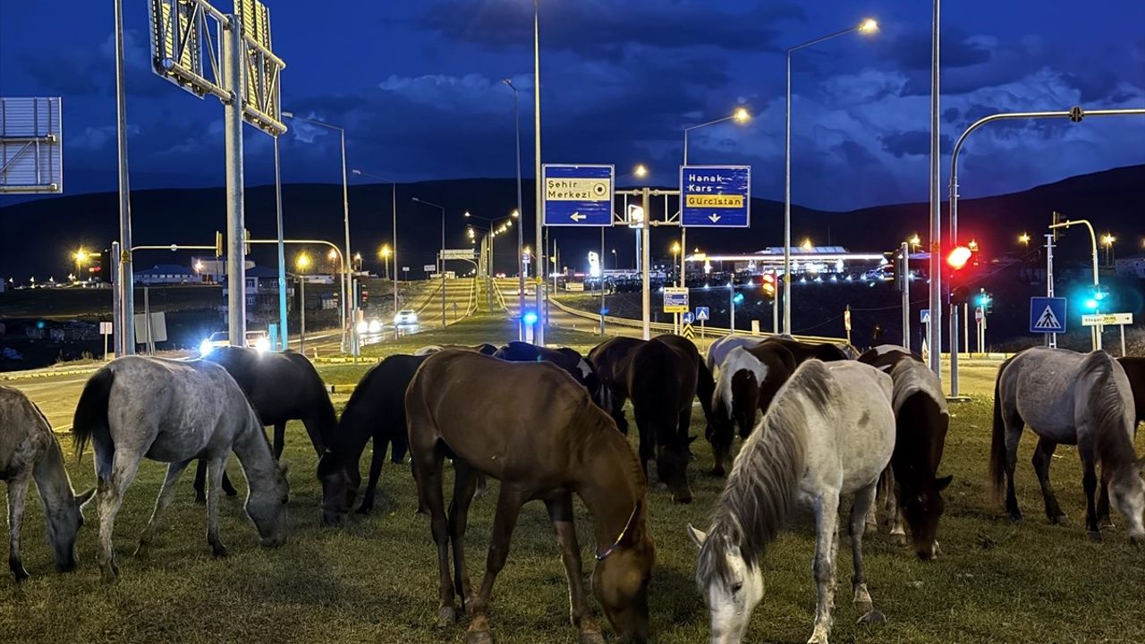 Ardahan'da Yılkı Atlarının Yola İndikleri Anlar Görüntülendi