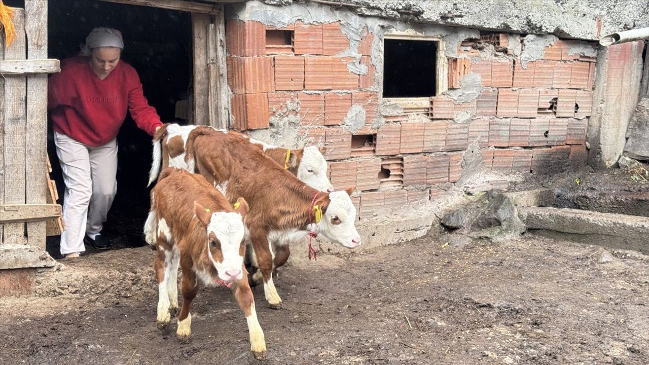 Artvinli Besici Dördüz Buzağılarıyla Şaşırttı