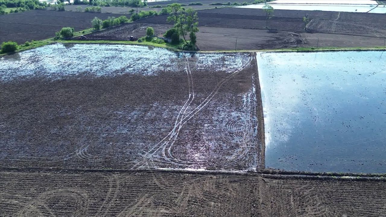 Bafra Ovası'nda Çeltik Üreticilerine Su Uyarısı