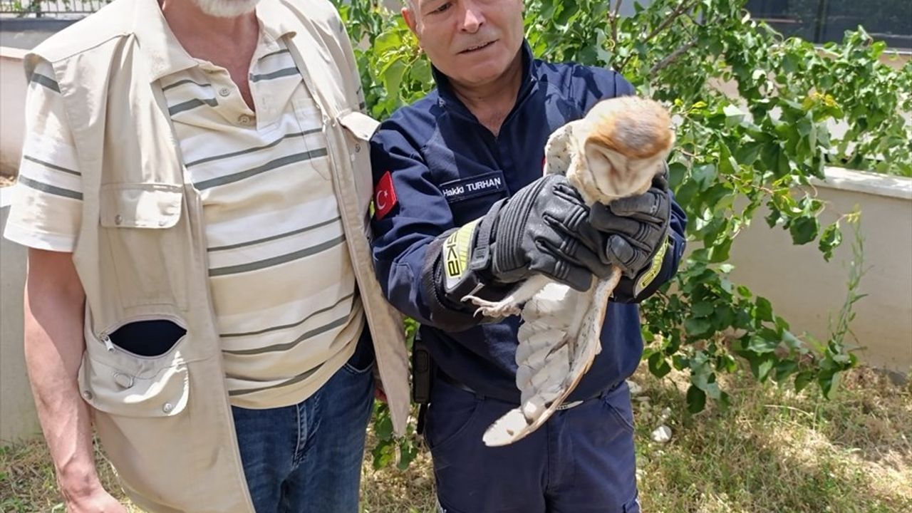 Balıkesir'de Balkon Pervazında Sıkışan Baykuş Kurtarıldı