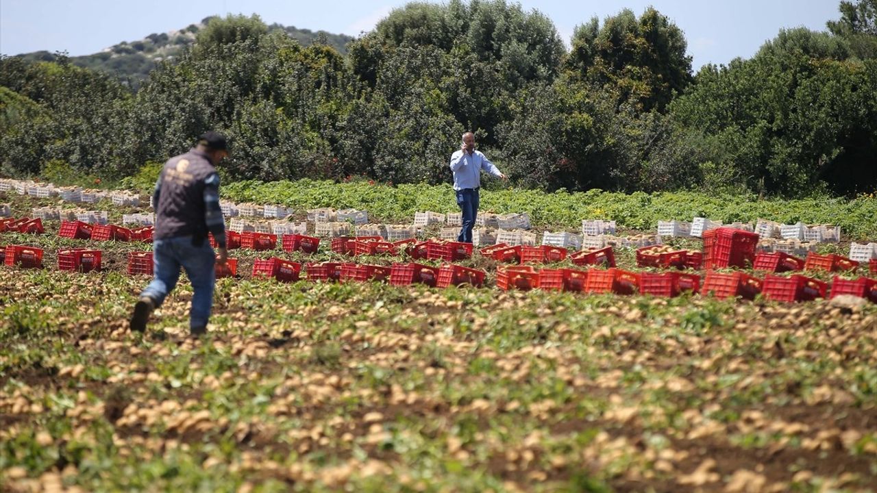 Datça'da Turfanda Patates Hasadı Başladı
