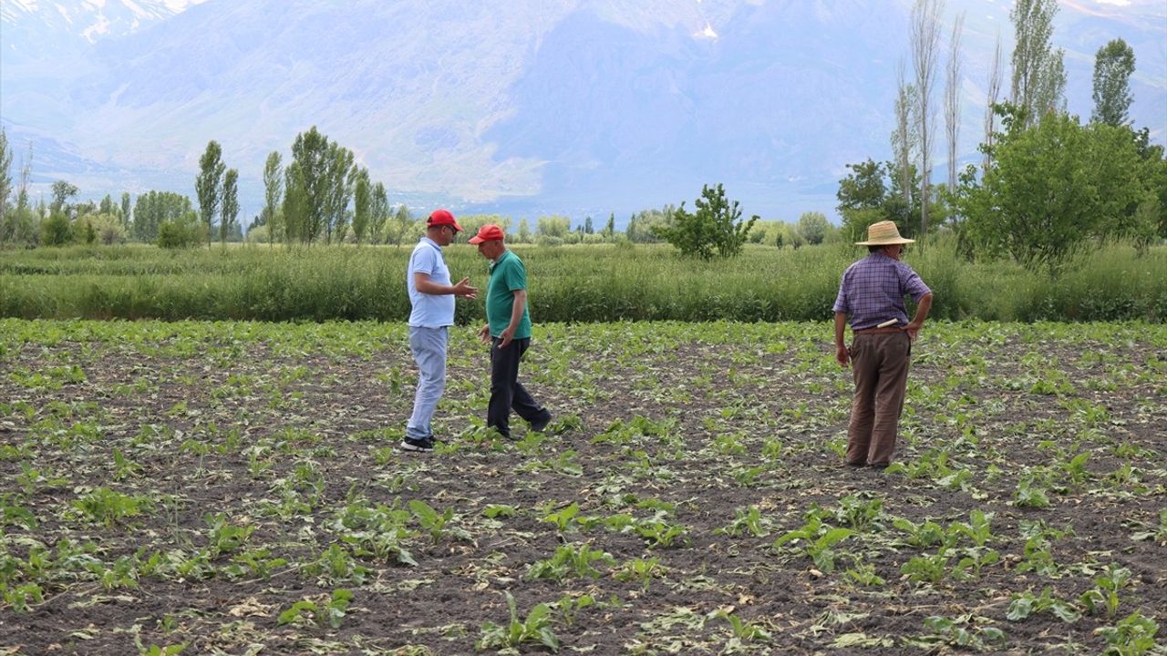Erzincan'da Çiftçiler Yaban Domuzlarına Karşı Nöbette
