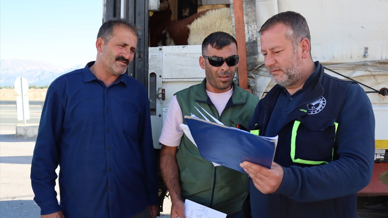 Erzincan'da Kurbanlık Denetimleri Sürüyor