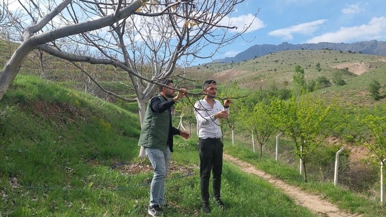 Erzincan'da Zirai Don Zararı İncelemesi