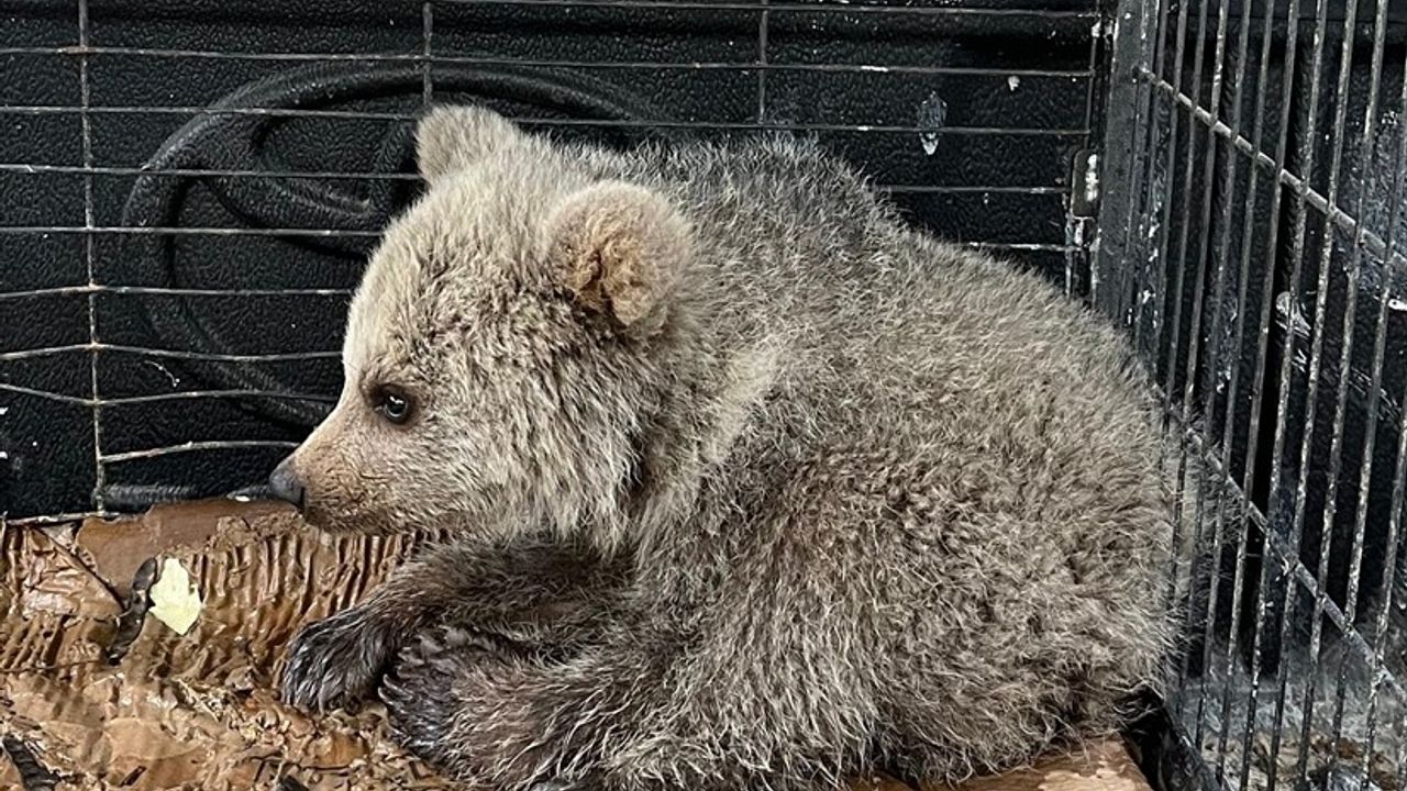 Erzurum'da Çobanlar Tarafından Bulunan Ayı Yavrusu Koruma Altına Alındı